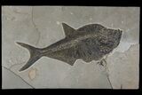 Top Quality, Fossil Fish (Diplomystus) - Wyoming #144217-1
